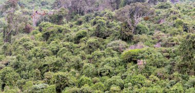 Kenya ormanındaki ağaçlar bulutlu bir günde