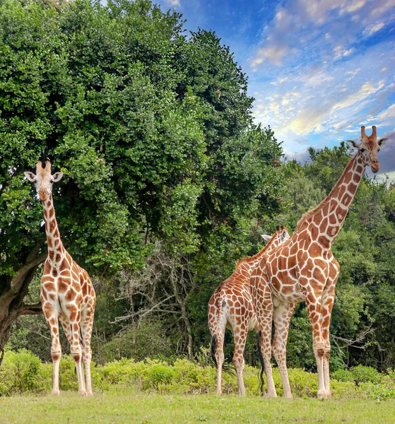 Girafes Dans Jungle Kenya Afrique Par Une Journée Nuageuse — Photo