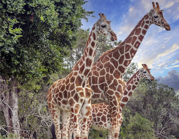 Girafes Dans Jungle Kenya Afrique Par Une Journée Nuageuse — Photo