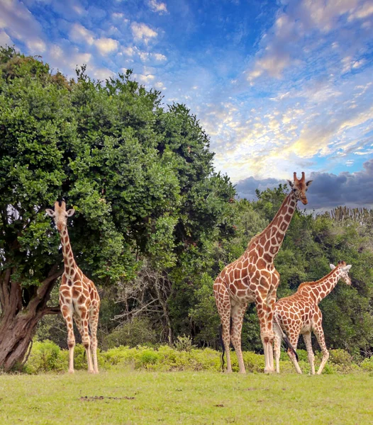 Girafas Selva Quênia África Dia Nublado — Fotografia de Stock
