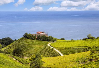 Fields of vineyards in Zumaia, San Sebastian, Spain on a sunny day clipart