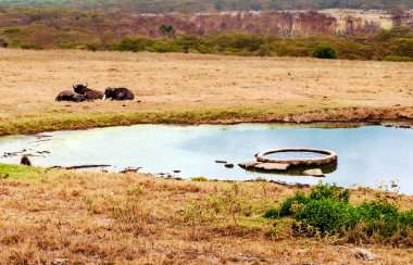 Kenya ormanındaki göl bulutlu bir günde yeşil manzarayla çevrili.