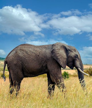 Kenya manzarasında fil gökyüzünde bir bulutun altında