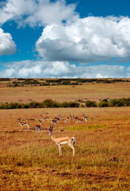 Kenya manzarasında bulutlu bir gökyüzünün altında ceylanlar