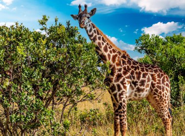Güneşli bir günde Afrika 'daki Kenya ormanında zürafalar