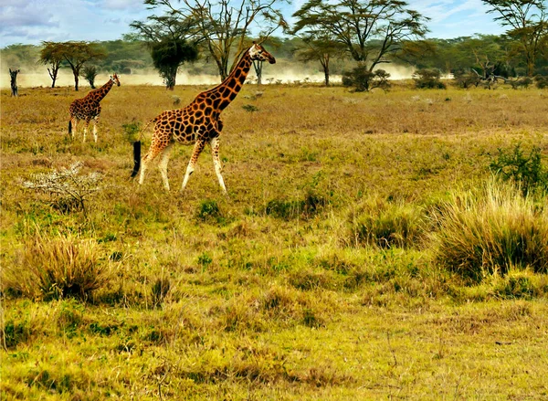 Žirafy Keňské Džungli Pod Zataženou Oblohou — Stock fotografie
