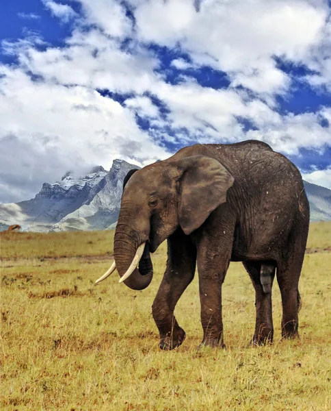 Elefant Der Landschaft Kenias Unter Wolken Himmel — Stockfoto