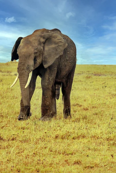 Elefant Der Landschaft Kenias Unter Wolken Himmel — Stockfoto