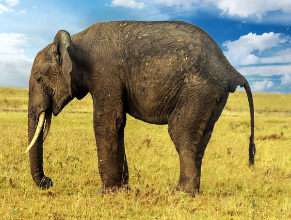 Elefant Der Landschaft Kenias Unter Wolken Himmel — Stockfoto