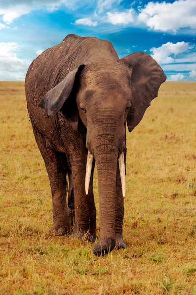 肯尼亚风景中的大象在天空中的云彩下 — 图库照片