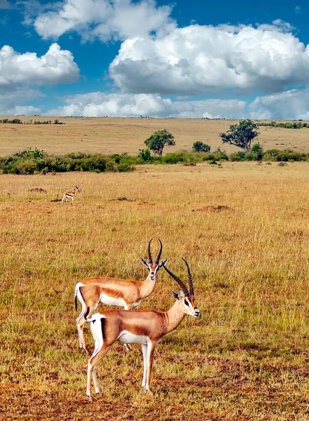 Gazelles Dans Paysage Kenya Sous Ciel Nuageux — Photo