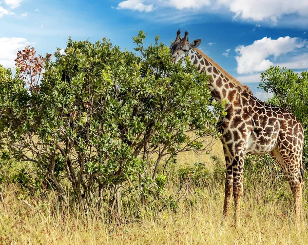 Girafas Selva Quênia África Dia Ensolarado — Fotografia de Stock