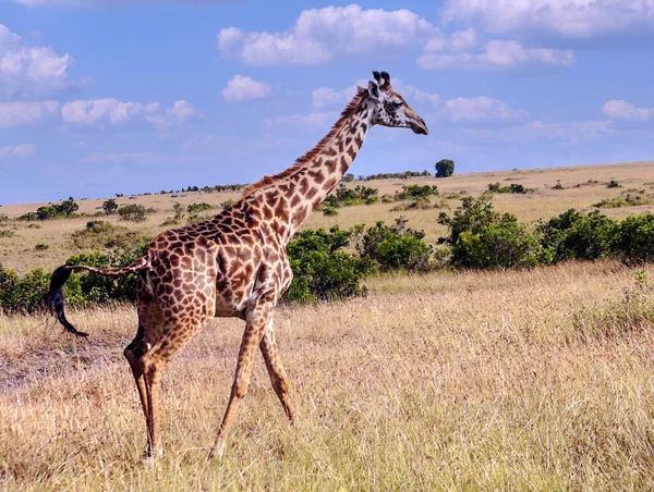 Girafas Selva Quênia África Dia Ensolarado — Fotografia de Stock