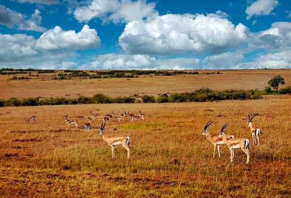 Gazelles Landscape Kenya Cloudy Sky Royalty Free Stock Photos