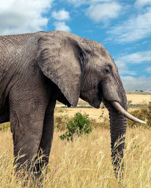 Kenya ovasında bulutlu bir gökyüzünün altında filler