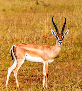 Afrika 'daki Impalas bulutlu bir gökyüzünde