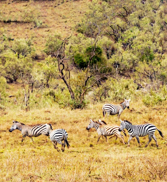 Zebrák Kenya Dzsungelében Zöld Növényzettel Körülvéve — Stock Fotó