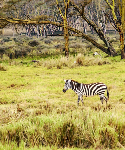 Cebras Selva Kenia Rodeadas Vegetación Verde — Foto de Stock