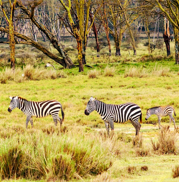 Zebras Dschungel Kenias Umgeben Von Grüner Vegetation — Stockfoto