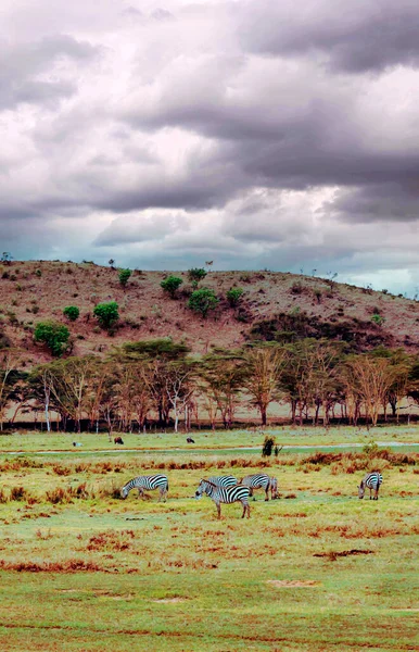 Zebra Jungle Van Kenia Onder Een Bewolkte Lucht — Stockfoto