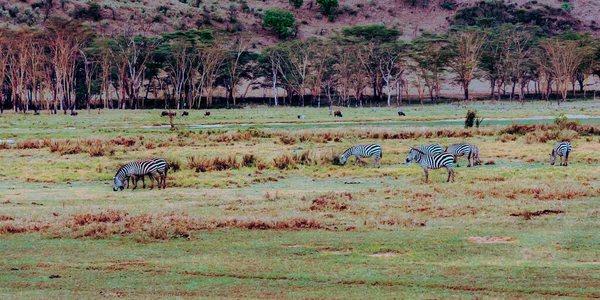 Зебри Джунглях Кенії Оточені Зеленою Рослинністю — стокове фото