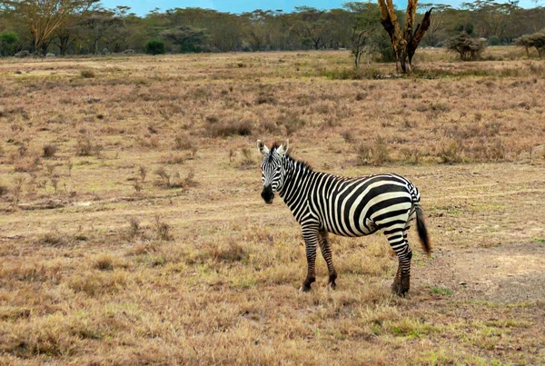 Zebras Afrikanischer Landschaft Einem Sonnigen Tag — Stockfoto