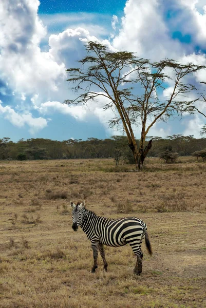 Zebras Afrikanischer Landschaft Säten Blauen Himmel Mit Wolken — Stockfoto