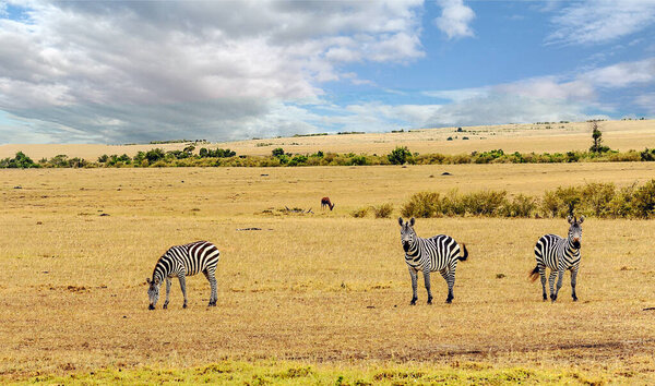 Zebras in african landscape sown a blue sky with clouds