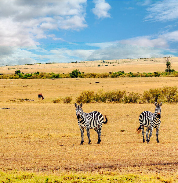 Zebras in african landscape sown a blue sky with clouds