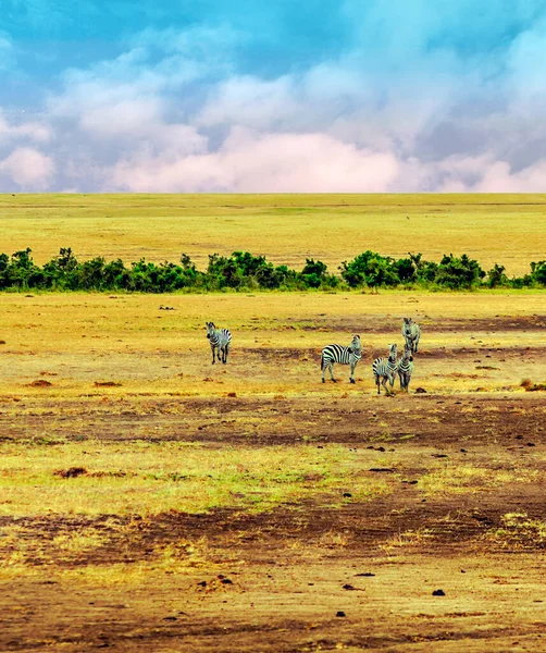 Zebras Paisagem Africana Semeou Céu Azul Com Nuvens — Fotografia de Stock