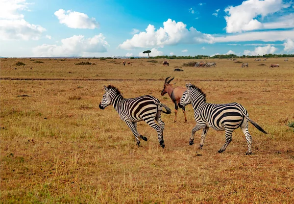 Zebras Afrikanischer Landschaft Einem Sonnigen Tag — Stockfoto