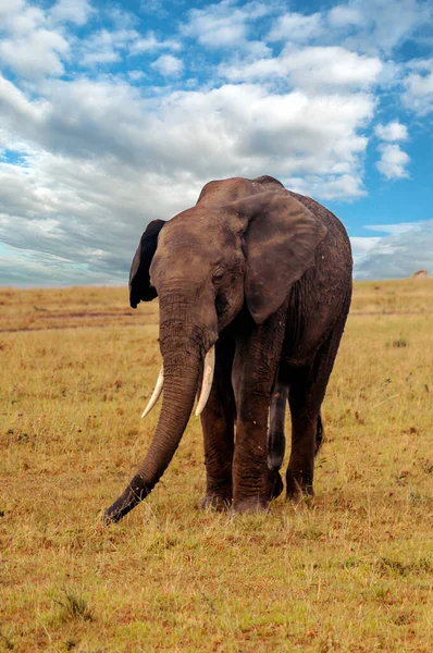 在多云的天空下 肯尼亚大草原上的大象 — 图库照片