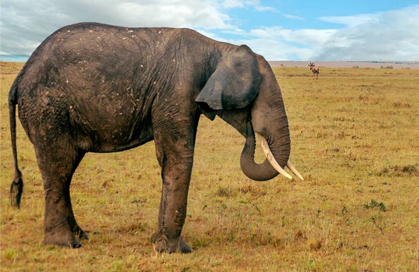 Elefanten Der Savanne Kenias Unter Bewölktem Himmel — Stockfoto