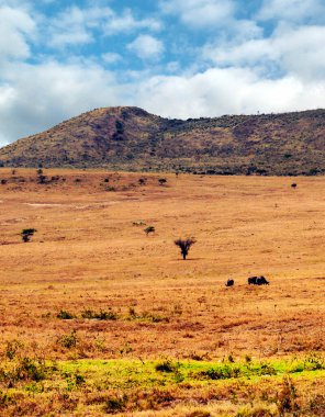Kenya 'da Savannah Bulutlu bir gökyüzünün altında