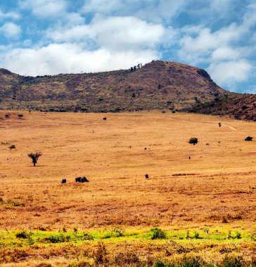 Kenya 'da Savannah Bulutlu bir gökyüzünün altında