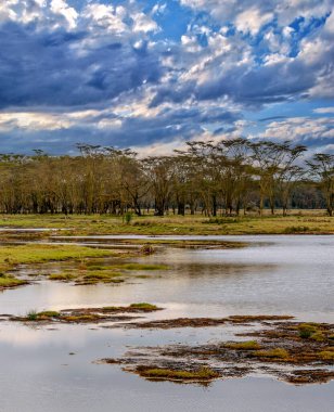 Kenya 'da Nakuru Gölü Bulutlu bir gökyüzünün altında