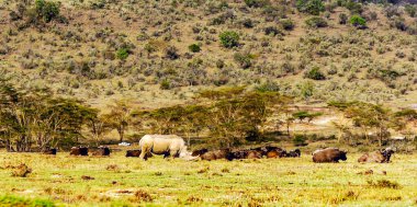 Bulutlu bir günde Kenya manzarasında gergedan