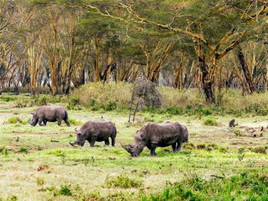 Bulutlu bir günde Kenya manzarasında gergedan