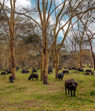 Afrika manzarası, hayvan temalı bulutlu bir gökyüzü.