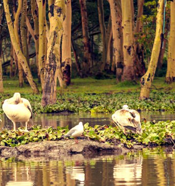 Kenya ormanındaki göldeki pelikanlar Bulutlu bir gökyüzünün altında