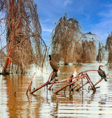 Kenya ormanındaki göldeki pelikanlar Bulutlu bir gökyüzünün altında