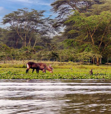 Kenya 'da Nakuru Gölü Bulutlu bir gökyüzünün altında