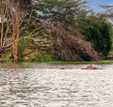 Kenya ormanındaki gölde bulutlu bir gökyüzünün altında su aygırı.