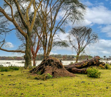Kenya 'da Nakuru Gölü Bulutlu bir gökyüzünün altında