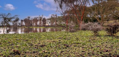 Kenya 'da Nakuru Gölü Bulutlu bir gökyüzünün altında