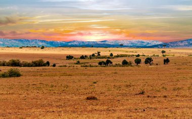 Savannah Kenya 'da gün batımında gökyüzünün altında