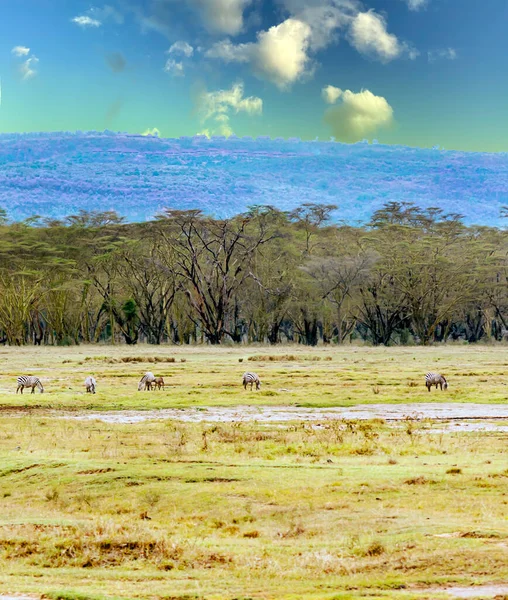 Paisaje Africano Unde Cielo Nublado Con Temas Animales — Foto de Stock