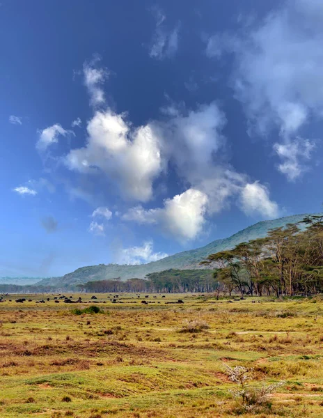 Afrikaanse Landschap Unde Een Bewolkte Hemel Met Dierlijke Thema — Stockfoto