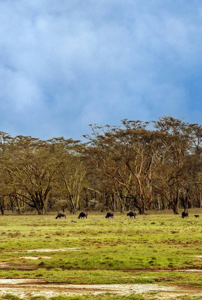 Afrikaanse Landschap Unde Een Bewolkte Hemel Met Dierlijke Thema — Stockfoto