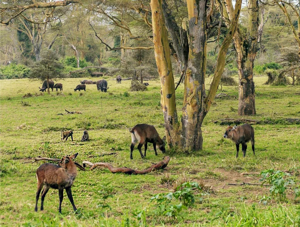 Africká Zvířata Keňském Lese Zamračeném Dni — Stock fotografie